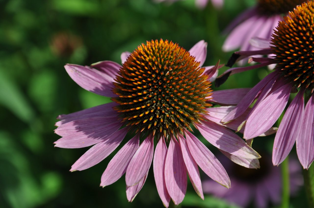 Varioplant Echinaceae
